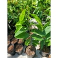 thumbnail image 3 of Rollinia TREE GRAFTED (2-4 Feet Tall). SHIP TO ALL STATES, 3 of 6