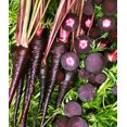 thumbnail image 4 of TomorrowSeeds - Black Nebula Carrot Seeds - 1000+ Count - For 2026 Planting Noir Galaxy Obsidian, 4 of 9