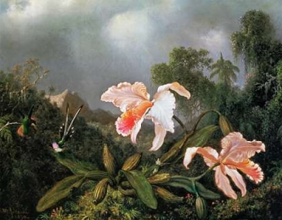 Jungle Orchids And
