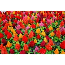 100  Celosia Seeds - Mixed Color Pampas Plume- Made in USA - Celosia Seeds