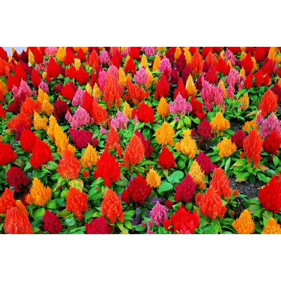 100  Celosia Seeds - Mixed Color Pampas Plume- Made in USA - Celosia Seeds