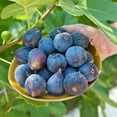 thumbnail image 4 of Perfect Plants LSU Fig 1 Gallon, 4 of 10