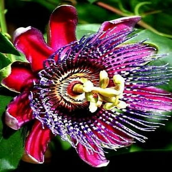 5 GIANT GRANADILLA SEEDS (Passiflora quadrangularis) Passionfruit Flower Plant