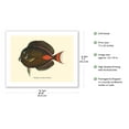 thumbnail image 2 of Pakuikui (Teuthis Achilles) - Achilles Tang Fish - from Fishes of Hawaii - Vintage Hawaiian Color Postcard c.1905 - Bamboo Fine Art 290gsm Paper (Unframed) 17x22in, 2 of 4