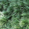 thumbnail image 5 of Classy Groundcovers, Ophiopogon japonicus, O. jaburan, O. japonica (flat of 32 Pots, 2 1/4 inch square), 5 of 10