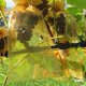 thumbnail image 5 of Malla Antipájaros Kuymtek Cultivo Frutas 50 Uds. Naranja, 5 of 9
