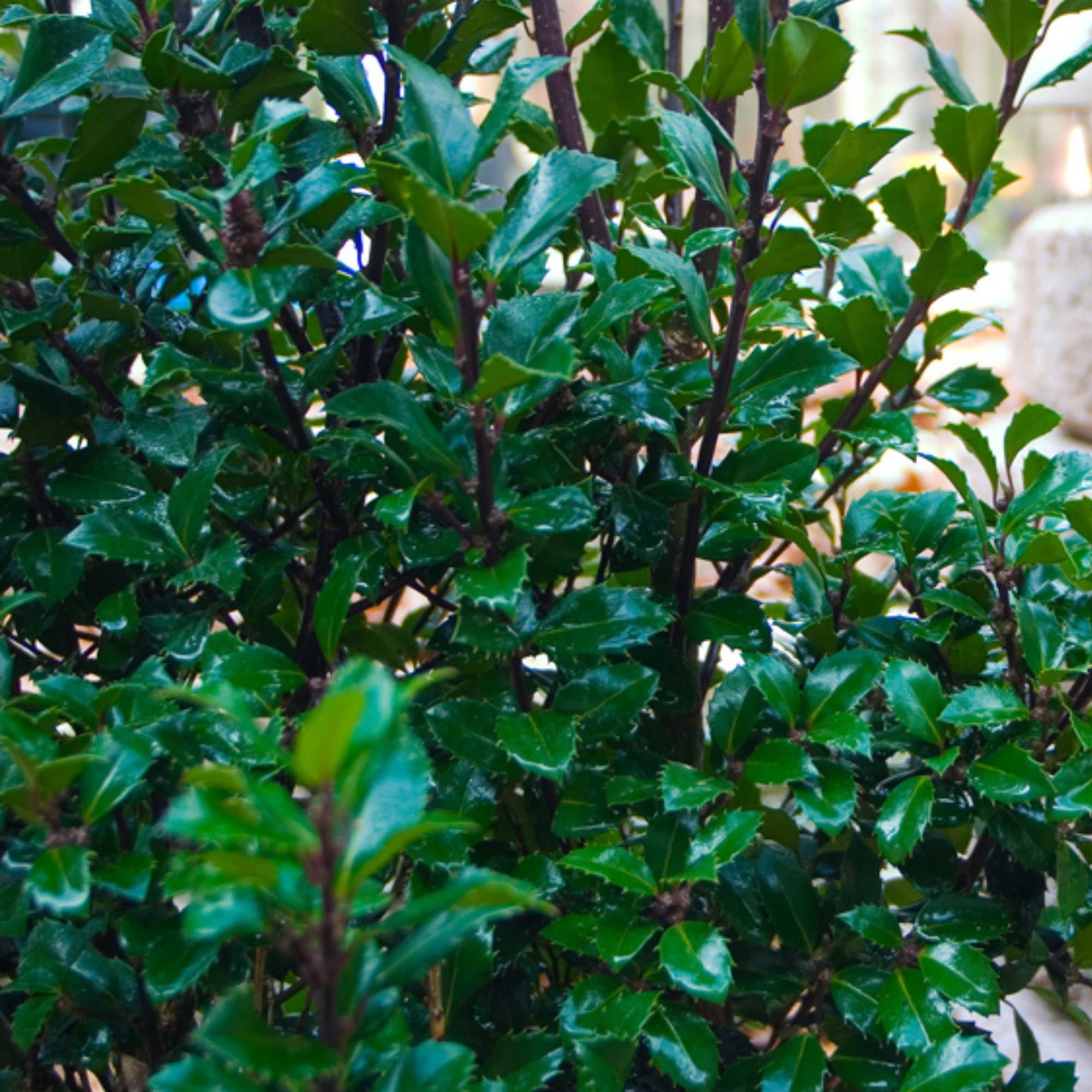 Proven Winners ColorChoice 5" Castle Spire Blue Holly Live Plant in 4.5" Pot (4 Count)
