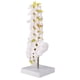 thumbnail image 1 of Modelo de columna vertebral lumbar herramienta de modelo de enseñanza educativa lumbar humana, 1 of 9