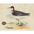 thumbnail image 2 of Meyer, H.L. 18x15 Gold Ornate Wood Framed with Double Matting Museum Art Print Titled - Meyer Shorebirds II, 2 of 4