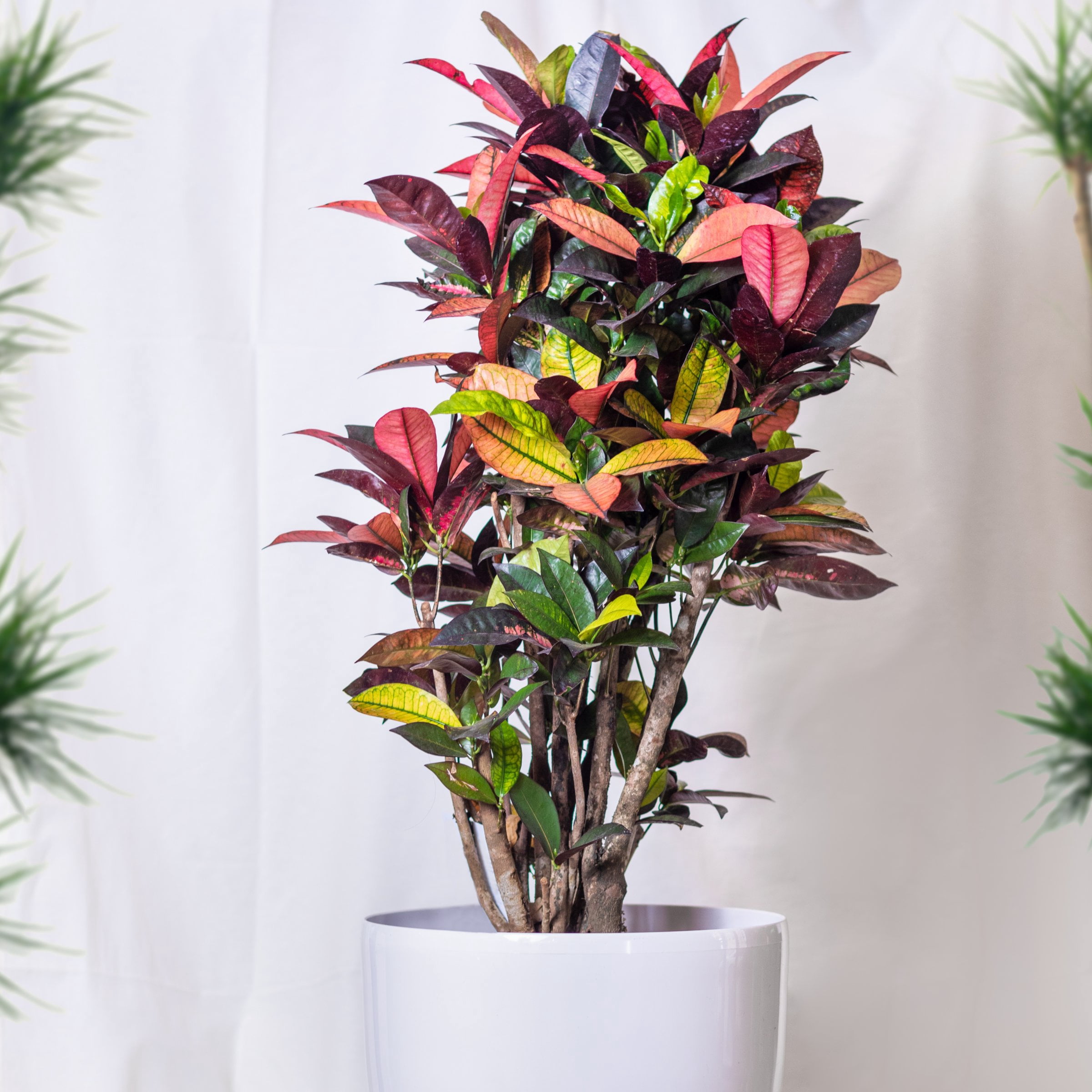 6 in. Croton Red Iceton Plant in Grower Container