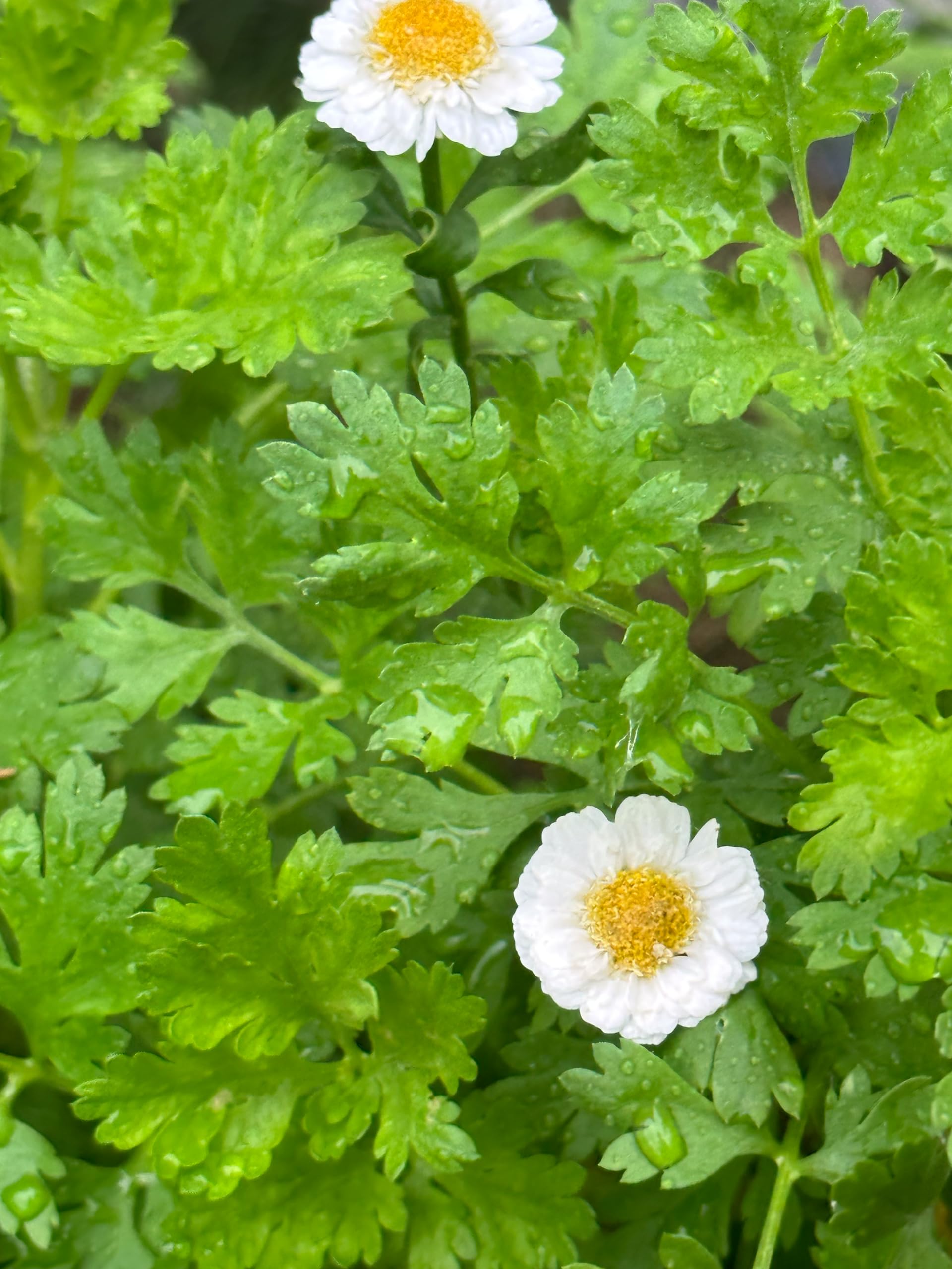 Feverfew Plant, (Tanacetum parthenium) 2.5 inch Pot
