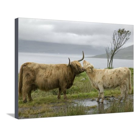 Highland Cows Courting and Grooming, Scotland Stretched Canvas Print Wall Art By Ellen (Best Month To Visit Scotland Highlands)