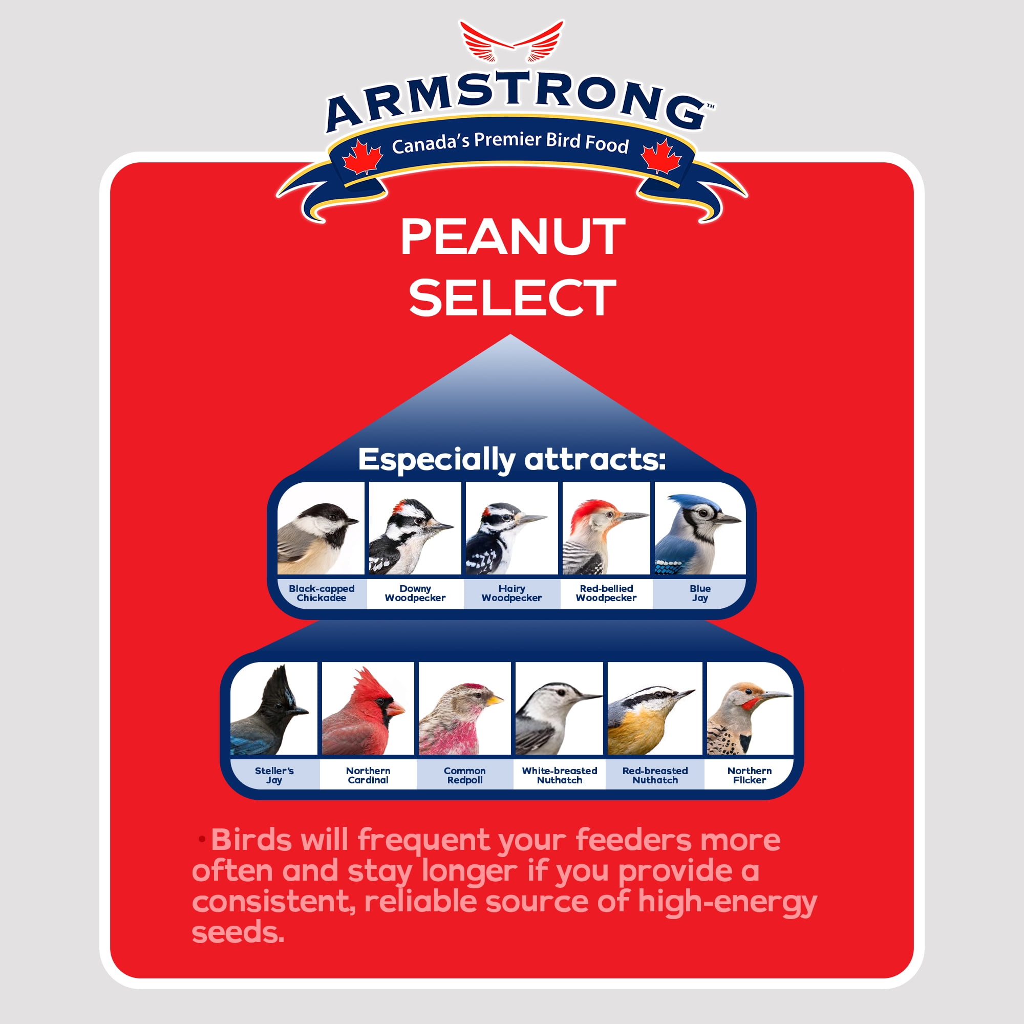 Armstrong Wild Bird Food Peanut Select Suet Blend, 11.3oz (Pack of 12)
