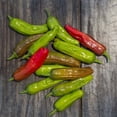 thumbnail image 4 of Pepper Seeds - Takara Untreated Non-GMO Variety Pepper Seeds - Non-GMO - 50 Seeds, 4 of 4