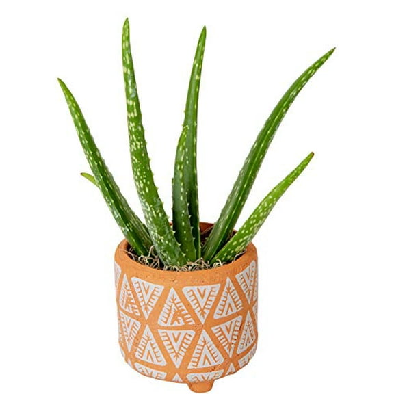 Costa Farms Aloe Vera Live Indoor Plant Ships in Modern Ceramic Planter, 10-Inch Tall, Green