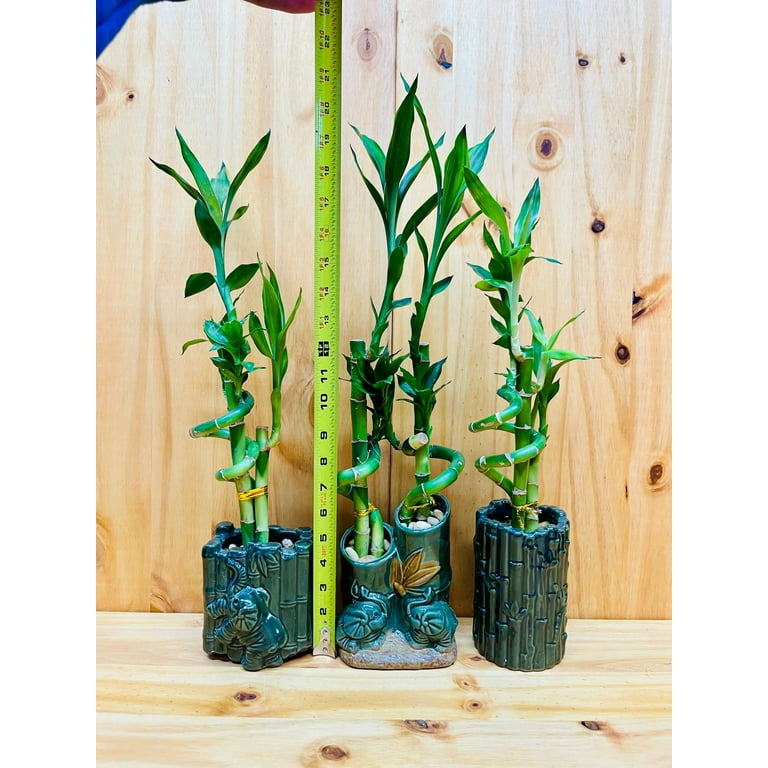haworthia succulent plant Zebra Plant (Haworthia fasciata) | 4” Pot Indoor Succulent, Low Water Plant main image 1