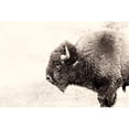 thumbnail image 1 of Giant Art 72x48 Buffalo Fine Art Giant Canvas Print in Pink, 1 of 3