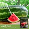 thumbnail image 3 of 2 Packs Georgia Rattlesnake Watermelon Seeds - Non-GMO Heirloom Full Sun Annual Fruit, 3 of 6