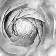 thumbnail image 2 of Marshall, Laura 26x26 White Modern Wood Framed Museum Art Print Titled - Ranunculus Abstract I BW Light, 2 of 4