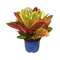 thumbnail image 1 of Planta decorativa por pieza, 1 of 2
