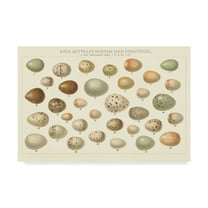 Trademark Fine Art 'Song Bird Egg Chart v2' Canvas Art by Wild Apple Portfolio