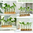thumbnail image 5 of Plant Propagation Station, Plant Terrarium with Wooden Stand, Plant Pots for Hydroponics, Small Birthday Gardening Gifts for Women Mom Plant Lovers Unique - 5 Glass Test Tubes Vases, 5 of 5