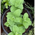 thumbnail image 4 of Apple Mint Plants Live Indoors Outdoors, Fresh Herb Mint Plant, Apple Mint Live Plant for Garden, 4 Inch Pot, 4 of 6
