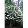 thumbnail image 4 of Ligustrum Recurvifolia  2 Extra Large 3 Gallon Plants  Ligustrum sinense 'Recurvifolium'  Lush Green Privacy Hedge  Ideal for Landscaping  Vibrant Garden Shrub, 4 of 6