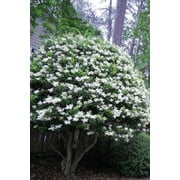 Ligustrum Lucidum Waxleaf 1 Extra Large 3 Gallon Plant Lustrous Garden Shrub Ideal for Privacy & Hedges Durable Outdoor Greenery