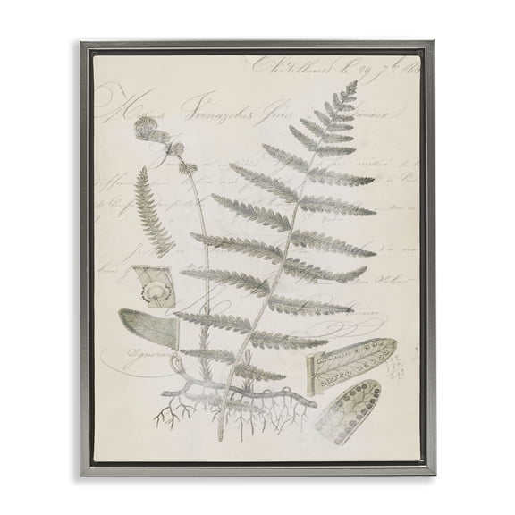 Stupell Industries Victorian Latin Study Vintage Fern Botanical Gray Floating Frame Canvas Art, 17 x 21, by Tina Higgins Designs Inc.