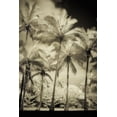 thumbnail image 2 of Poinski, Dianne 13x18 Black Ornate Wood Framed with Double Matting Museum Art Print Titled - White Palms 1, 2 of 4