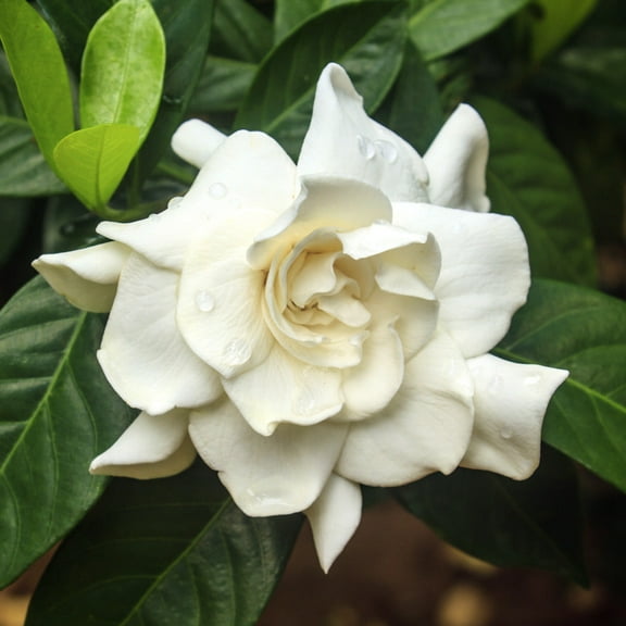 Brighter Blooms - August Beauty Gardenia Shrub, 1 gal - No Shipping to AK, AZ, HI
