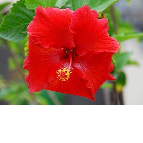 Hibiscus plant cost information