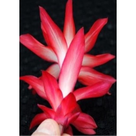 Schlumbergera, Christmas Cactus, Exotic Dancer Starter Plant, Lot of 2