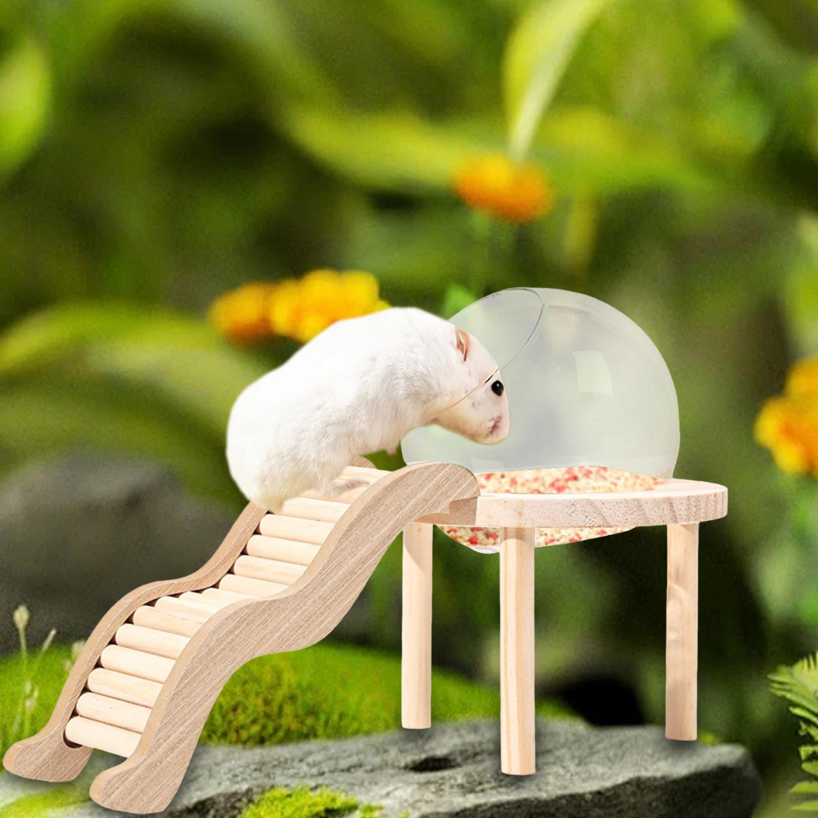 oshhni Glass Hamster House with Wooden Ladder for Chipmunk Guinea Pig Small Animals S