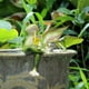 thumbnail image 3 of Tipsy Frogs Statues Sturdy resin Weatherproof for Porch, 3 of 5