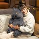 thumbnail image 2 of 30/45/60cm Lovely Chubby Plush British Shorthair Cat Toys Soft Animal relleno Cat Dolls Kids Sleeping Cushion Bonito regalo de cumpleaños, 2 of 5