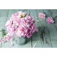 thumbnail image 6 of Seedville 50 La France Pink Carnation Seeds, Dianthus Caryophyllus Chabaud Flower, 6 of 8