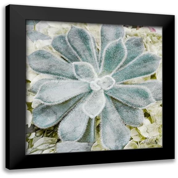 Prime, Marcus 12x12 Black Modern Framed Museum Art Print Titled - Adored Succulents