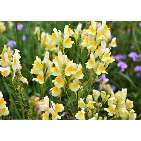 500 BUTTER & EGGS TOADFLAX Linaria Vulgaris Wild Snapdragon Bicolor Yellow Flower Seeds