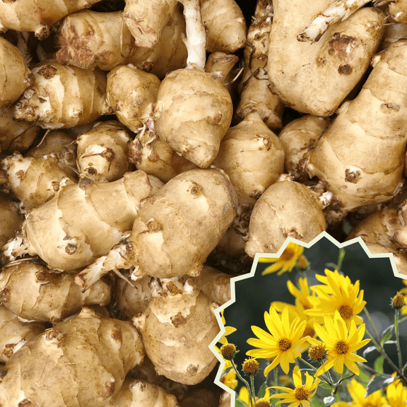 4 Pound Jerusalem Artichoke Roots for Planting, Sunchokes Bulb, Vegetable Plant Garden
