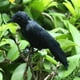 thumbnail image 5 of Pájaro Artificial Macarena Negro con Pies Mullidos Decoración de Jardín, 5 of 8