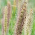 thumbnail image 3 of Rose Fountain Pennisetum Ornamental Grass Potted Perennial Plant, in a 2.50 Qt. Pot, 3 of 4