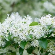Brighter Blooms - Chinese Fringe Tree, 4-5 ft. - No Shipping to AK, AZ, HI