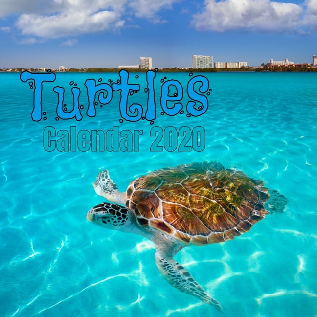 Turtles Calendar 2020 (Paperback)
