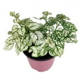 thumbnail image 4 of Hypoestes White Splash (6"+ Grower Pot) - Easy to Care Houseplant for Beginners - Beautiful Houseplant for Gift Ideas - Live Healthy Houseplant for Home Office, 4 of 9