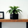 thumbnail image 4 of Mainstays 10.5" Artificial Dracaena Plant Arrangement in Black Ceramic Pot (10.5"H x 11"W x 10.5"D), 4 of 5