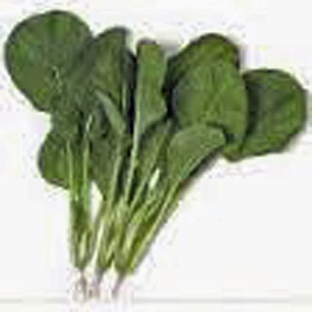 Tendergreen Mustard Green Seeds - 100 Count Seed Pack - an Heirloom Mustard with a mild Flavor - Country Creek LLC