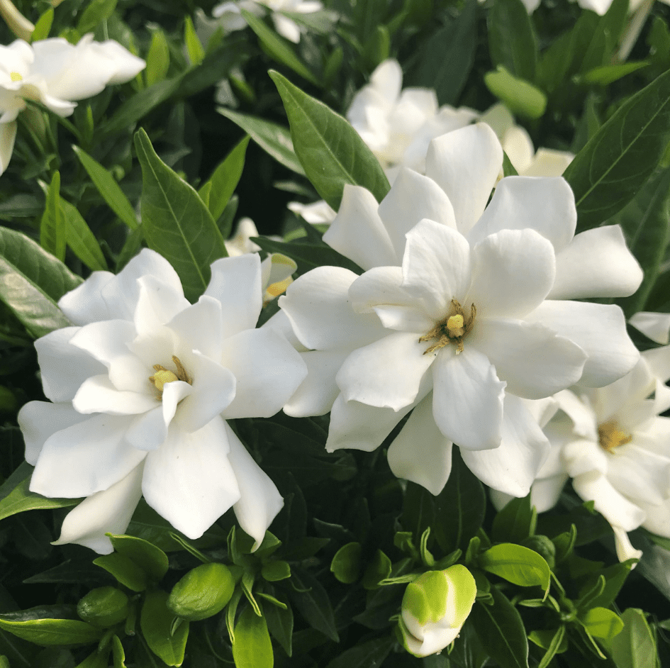 Frostproof Cape Jasmine Plant Live for Planting, Arabian Jasmine Plant for Indoor Outdoor 4 to 6 Inch Tall