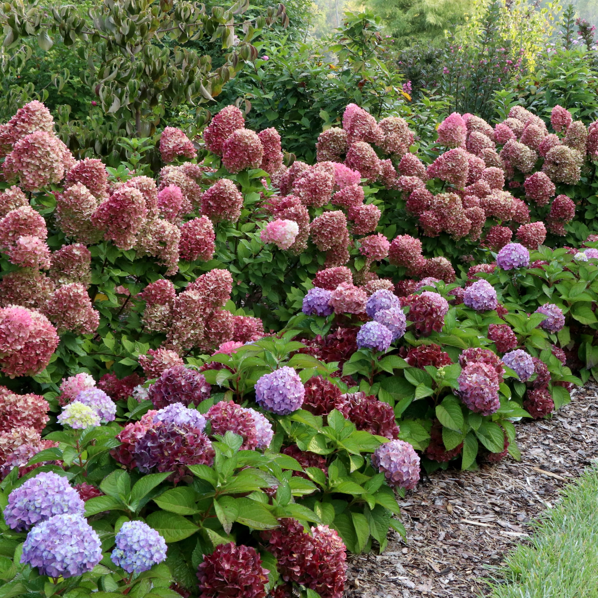 Proven Winners ColorChoice 5" Multicolor Let's Dance Sky View Reblooming Hydrangea Live Plant in 4.5" Pot (4 Count)